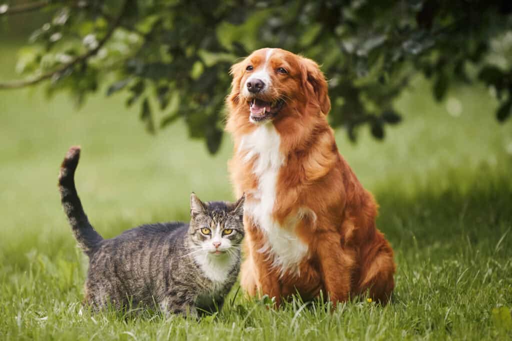 Dog and Cat