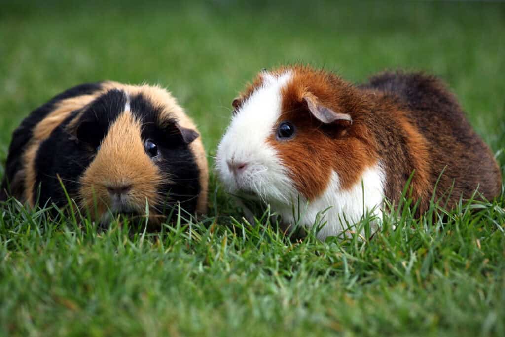 Guinea Pigs